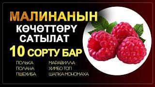 Малинанын КӨЧӨТТӨРҮ сатылып жатат. 10 дой сорту бар.