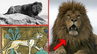 GIANT LION Myth! The Last Roar: Atlas Lion And The History Of Lions In Europe. Interesting Facts!