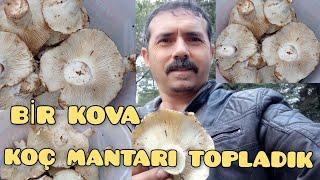 #mantar ORMANDA KOÇ MANTARI TOPLADIM. NEREYİ KALDIRSAM ALTINDAN MANTAR ÇIKTI.