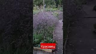 Кермек,,радует глаз#цветы # красиво#красота #многолетник