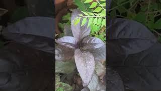 Black Eranthemum Grt For Indoor.Water Loving #indoorplants#youtubeshorts #gardening #trendingshorts