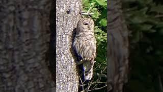 Owl in the sun #animals