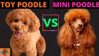 TOY POODLE VS MINIATURE POODLE (Poodle Comparison): Should You Get Both?