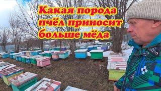 КАКАЯ ПОРОДА ПЧЁЛ ПРИНОСИТ БОЛЬШЕ МЁДА И КАКАЯ ЛУЧШЕ ВСЕХ, ДЕЛАЕМ ВЫВОД