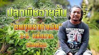 ปลูกพืชอายุสั้น ต้นทุนต่ำทำเงิน 3-5 หมื่นบาทต่อเดือน #เกษตรอารมณ์ดี