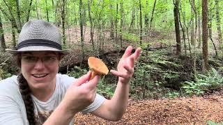 Fish milky cap mushrooms, Lactifluus volemus + intro to the Lactarius and Lactifluus mushroom genera