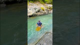 The discovery of gold on the rocks by the river #discoveringgold #findinggold #goldfields #gold