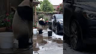 Who Knew Pandas Could Be This Busy? #panda #cute #animals