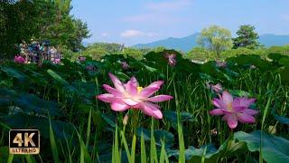 Beautiful water and lotus garden! Semiwon Wolking (4k) 