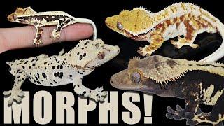 Crested Gecko Morphs Explained!