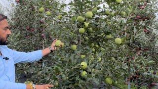 Cross pollination Varieties for Gala Apple