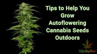 Tips to Grow Autoflowering Cannabis Seeds outdoors