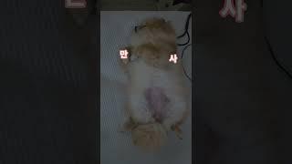 #포메라니안 #풀치 #꿀잠
