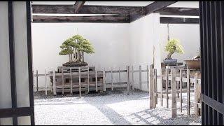 National Bonsai & Penjing Museum, Washington DC