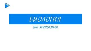 7 класс - Биология - Тип корненожки