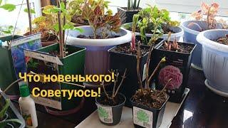 Опять накупила!Прошу совета знающих людей!!!!!!
