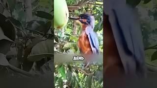 Птичка Застряла В Манго-Манго #милыеживотные #животные