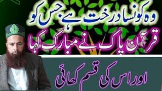 Zaitoon Ke Fawaid Quran Ki Roshni Mein / By Sufi Liaqat Ali Chisti Sabri / sl information tv