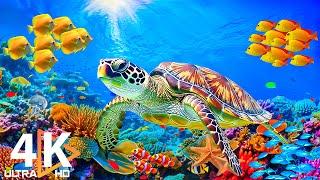 4K Ocean World - Stunning Coral Reefs, Vibrant Marine Life & Soothing Music