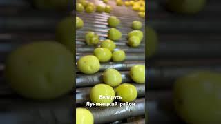 Производство овощей. Начинали 20 лет назад с пару соток земли