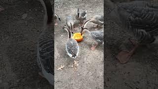 First Pumpkin for Geese