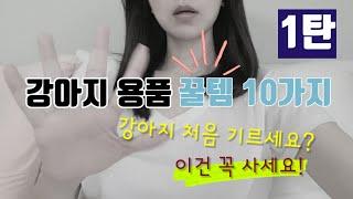 강아지 용품 추천 10가지 1탄!! 진짜! 유용한 강아지 필수품 꿀템 소개. 내돈내산