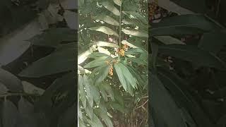Buhay probinsya #plant #tree #relaxing #countryside #philippines