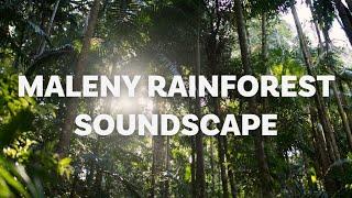 Sink into the sounds of Maleny Rainforest, QLD | Soundscape (1 hour)