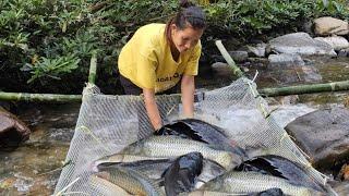 Block the stream to catch giant fish to sell