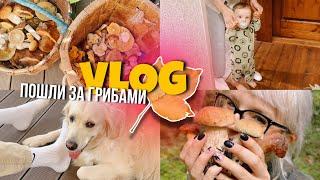 VLOG ПОШЛИ ЗА ГРИБАМИ СЫНОК ХОДИТ/ПОСЫЛКИ И РАССЫЛКИ, АВТОКРЕСЛО ДЛЯ МАЛЫША