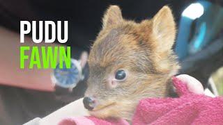 Deer Me, That's One Adorable Baby Pudu!