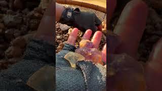 Finding Natural Amethyst Crystal In Mud #amethyst #crystals #find #gemstone