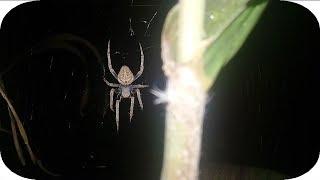 STA ANA, CAGAYAN NIGHT SPIDER HUNTING ANG DAMI DAMI