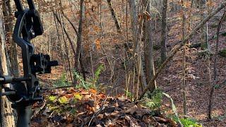 FIRST ENCOUNTER | Solo Archery Deer Hunt | Alabama Public Land