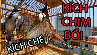 Luyện Chào Mào Hót Sáng, ĐẤU GIÀN - Ché Cực Đỉnh, Kích Bổi Căng Đét | Cách Luyện Hót Căng Lửa