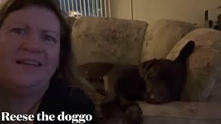 Dog talking, Reese the doggo has learned some words, here’s a video of a few of them please comment