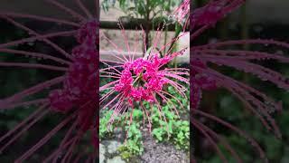 Red Spider Lilies... #viral #red #redspider #lilies #redspider