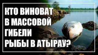 Массовый мор рыбы в Атырау. Кого пытаются прикрыть?