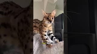 Top 4 Most Expensive Cats in the World‼️