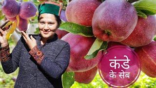 ||Kande Apple Season || Autumn Apple Season || Kinnaur HP||