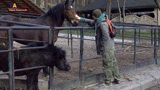 Иппотерапия для участников боевых действий