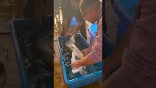 Koi Breeder Almost Drops MASSIVE Fish! #japanesekoi #fish #koipond #shorts