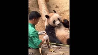 姜爷爷当着辉宝的面就在竹笋里放窝窝头。#大熊猫 #睿宝辉宝 #睿宝辉宝和爷爷 潘达团子