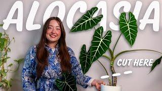 Alocasia Frydek Propagation | 2 Months of Corms vs. Stem Cuttings