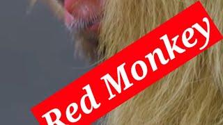 Red Monkey Uakari#animals #monkey #funny #trending #shorts