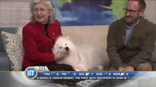 Inuk the American Eskimo Dog stops by!