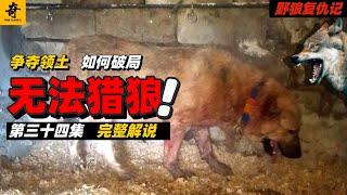 大型紀錄片【野狼復仇記】第六季34集，母犬險被狼群分食，公犬拼命守護妻子，三月開齋節無法獵狼反擊，牧民們如何破局？#坎高犬#狼#牧羊犬#狗