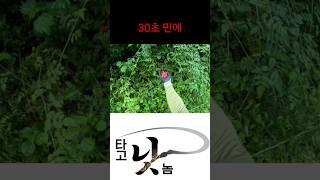 30초 만에 아침 득템 fill the Hunger with Wild Raspberries met in Mt. Odyssey early in the Morning.
