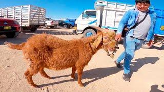 COMPRÉ CHIVO para el TÍO ADRIÁN - Plaza de Ganado - Feria de Animales