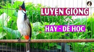 Luyện Giọng VÍP Cho Chào Mào Má Trắng,- Kích Bổi Đấu Ché - Chào Mào Non Dễ Học - Giọng Hay.chao mao